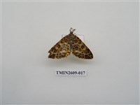 藏品(尺蛾124)的圖片